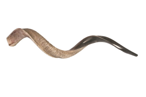 שופר קודו בינני / Israel Natural Kosher Kudu Horn Shofar - Large