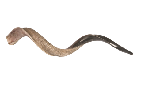 שופר קודו בינני / Israel Natural Kosher Kudu Horn Shofar - Large