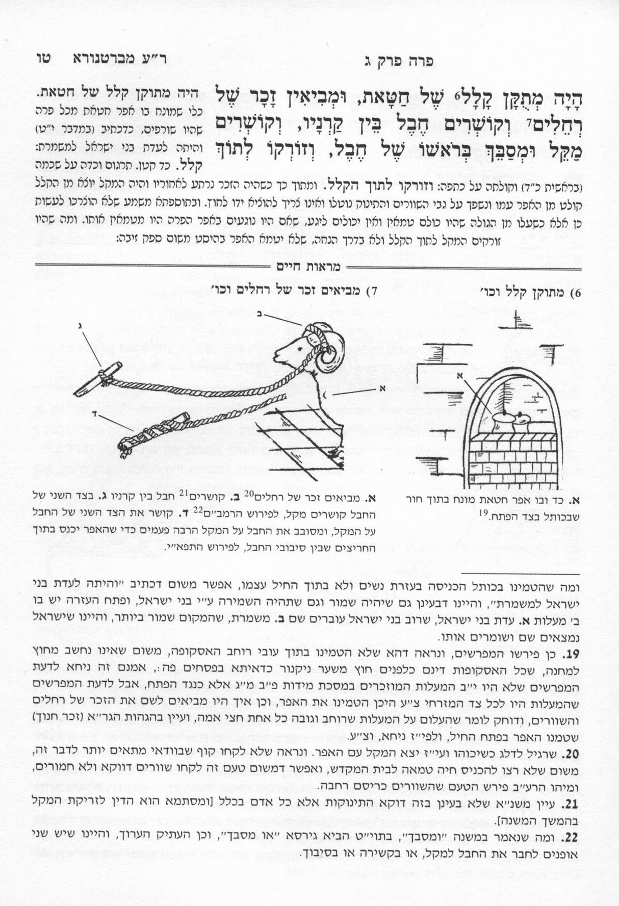 מראות חיים פרה - ציורים וביאורים