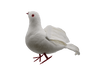 NS02467_52492_.png