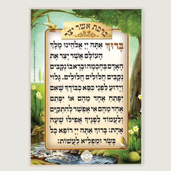 אשר יצר - הומינר medium Size Laminated