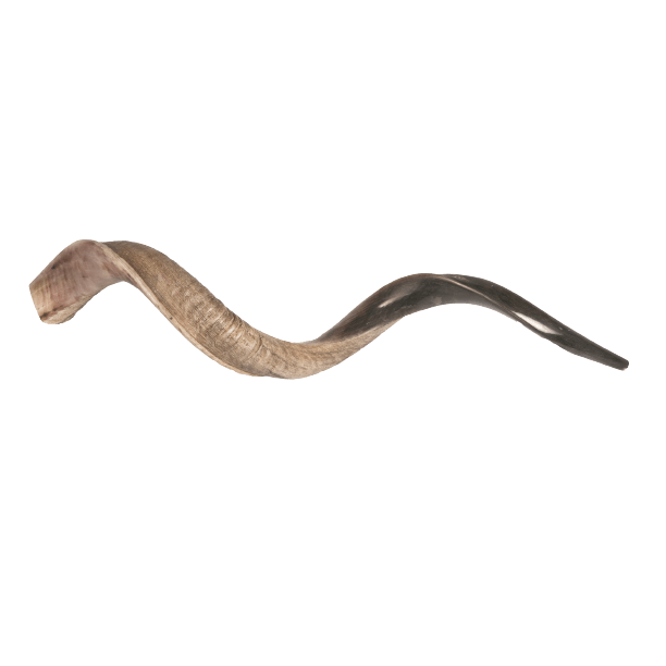 שופר קודו בינני / Israel Natural Kosher Kudu Horn Shofar - Large