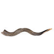 שופר קודו גדול / Israel Natural Kosher Kudu Horn Shofar - Extra Large