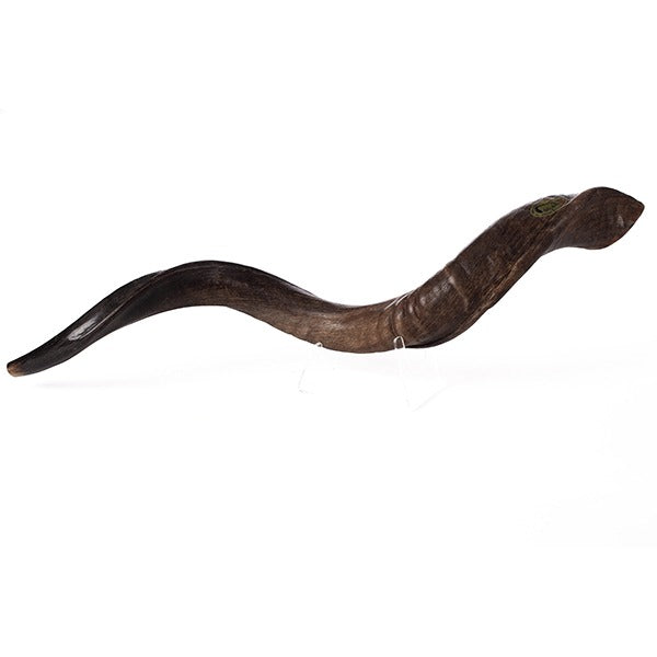 שופר קודו קטן / Israel Natural Kosher Kudu Horn Shofar - Mideum