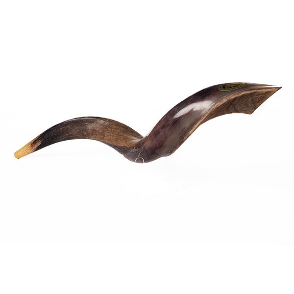 שופר קודו קטן / Israel Natural Kosher Kudu Horn Shofar - Small