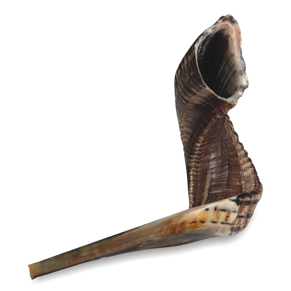 Shofar Size 01, 20-25 cm No Hechsher