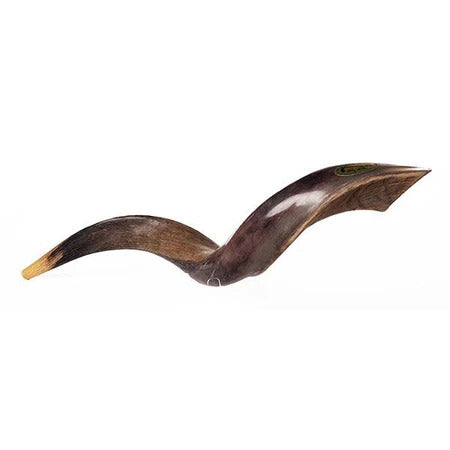 שופר קודו קטן / Israel Natural Kosher Kudu Horn Shofar - mini